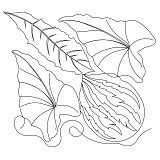 leaf pano 027